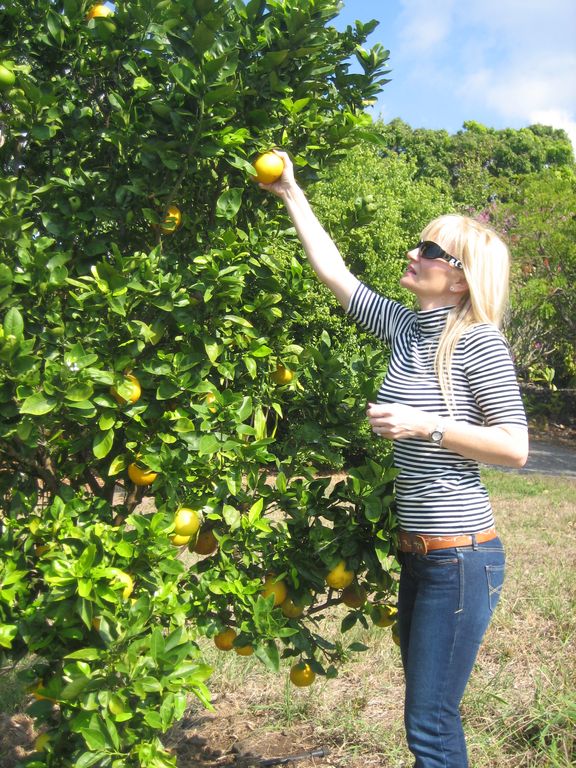 Picking citrus fruit on the farm