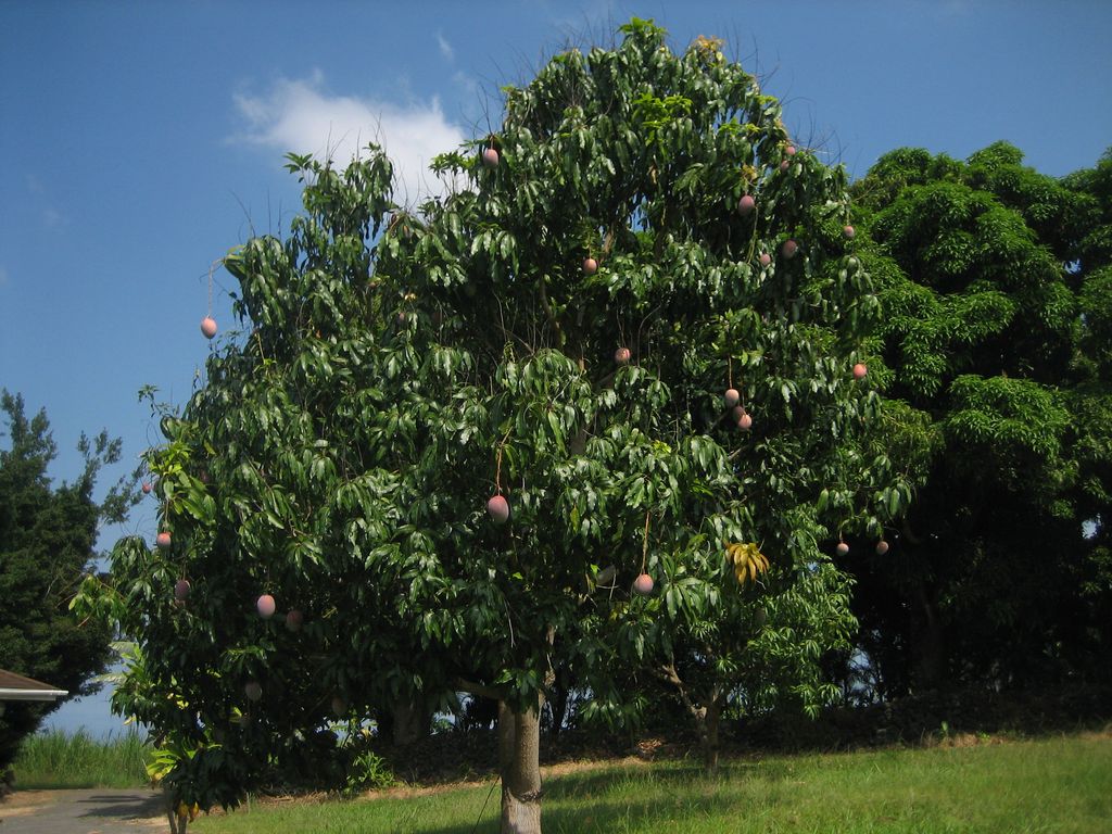 Fruit tree against blue Hawaii sky