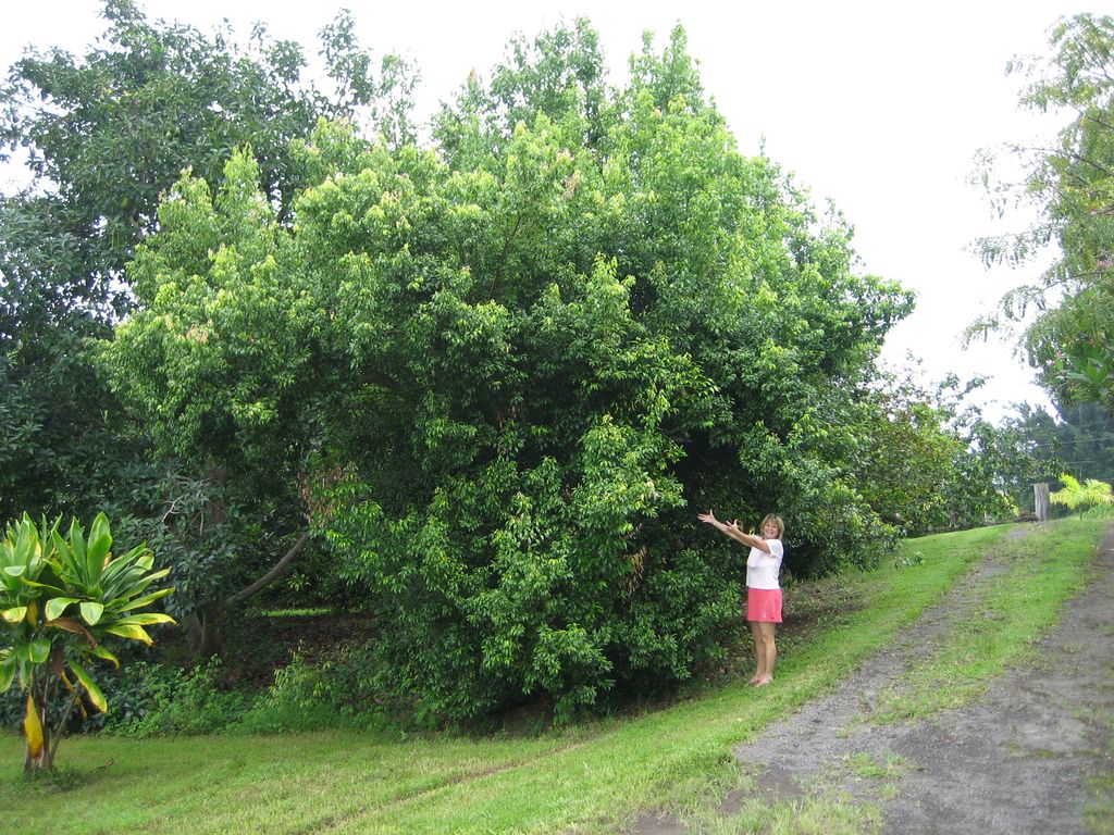 Massive mango tree on Harry's property