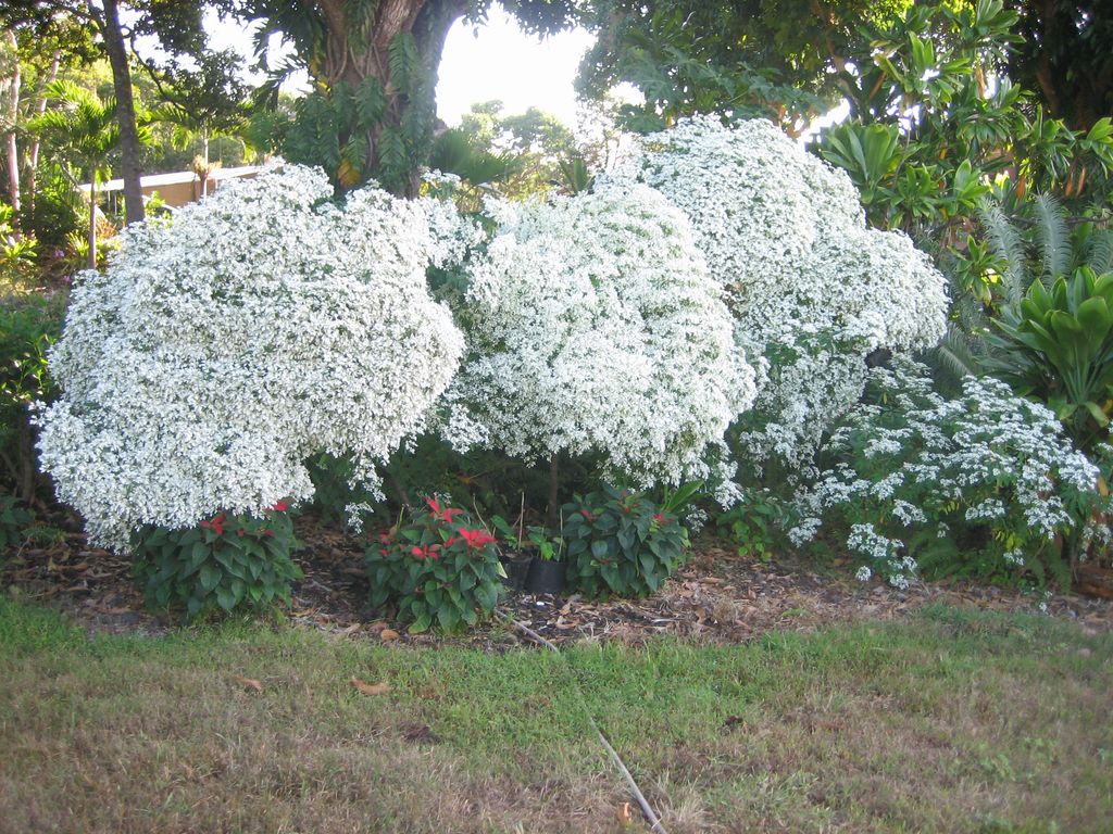 Flowering trees on Harry's 5.5 acre farm
